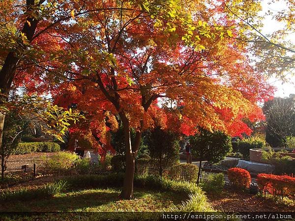 pixta_13122935_L(東京都 國營昭和記念公園).jpg