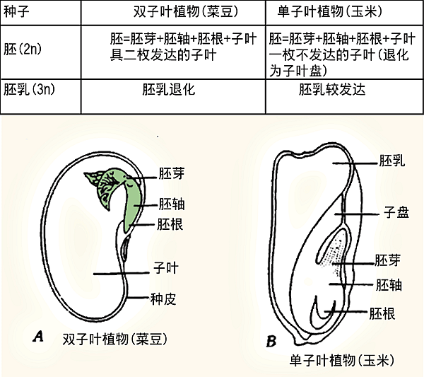 種子構造