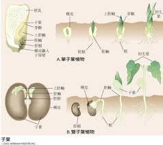 單子葉與雙子葉