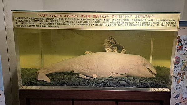 #598.藍眼淚