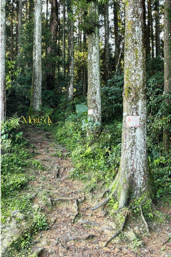 【Taiwan｜Hike】油羅山健行