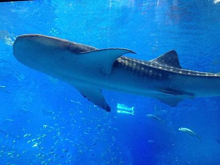 102.09OKA海洋博水族館