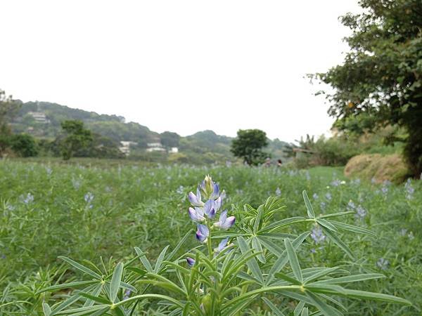 103.03木柵-魯冰花