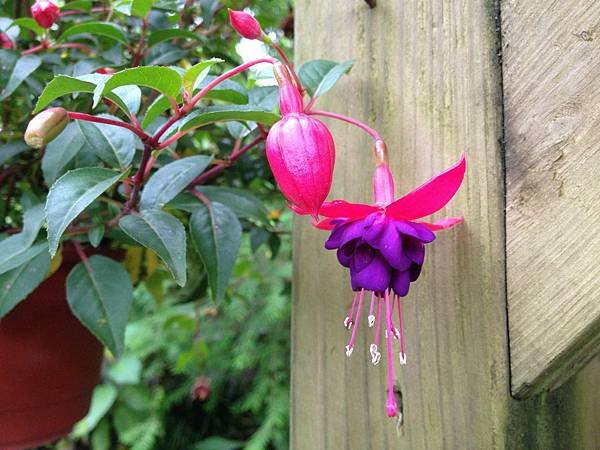 103.04苗栗-山芙蓉