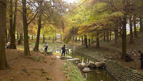 103.12宜蘭運動公園落雨松
