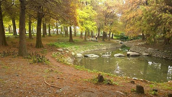 103.12宜蘭運動公園落雨松