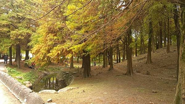 103.12宜蘭運動公園落雨松