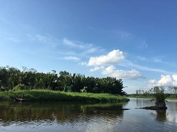 沙巴DAY2-長鼻猴