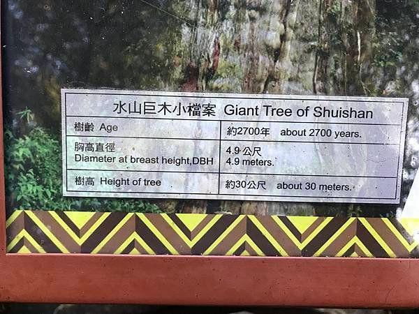 水山巨木