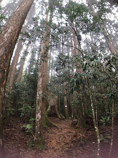 野馬瞰山步道
