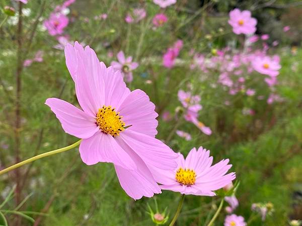 小瑞士花園