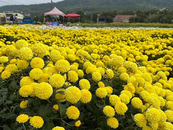 銅鑼杭菊