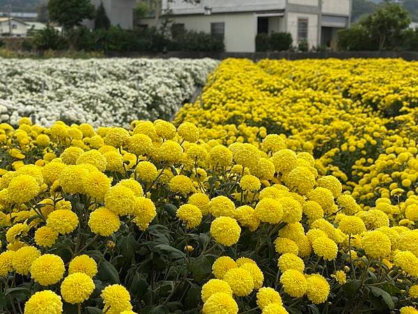 銅鑼杭菊
