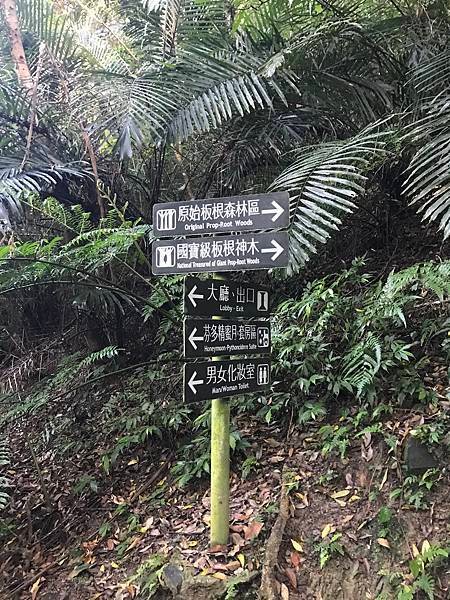 大板根