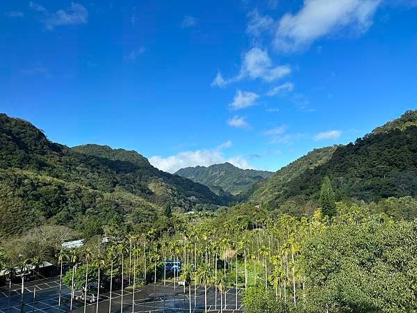 大板根