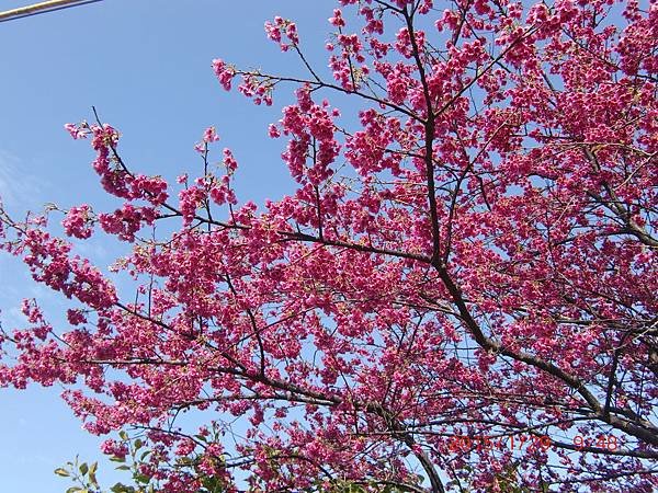 菁山街賞櫻 021