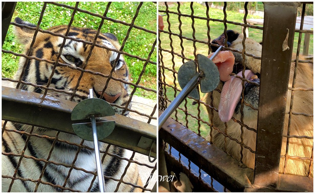 【六福村勇闖猛獸島】餵獅子？餵老虎？近距離接觸猛獸的最佳機會