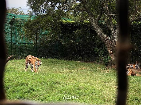 【六福村勇闖猛獸島】餵獅子？餵老虎？近距離接觸猛獸的最佳機會