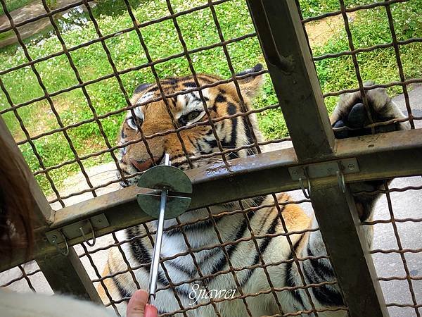 【六福村勇闖猛獸島】餵獅子？餵老虎？近距離接觸猛獸的最佳機會