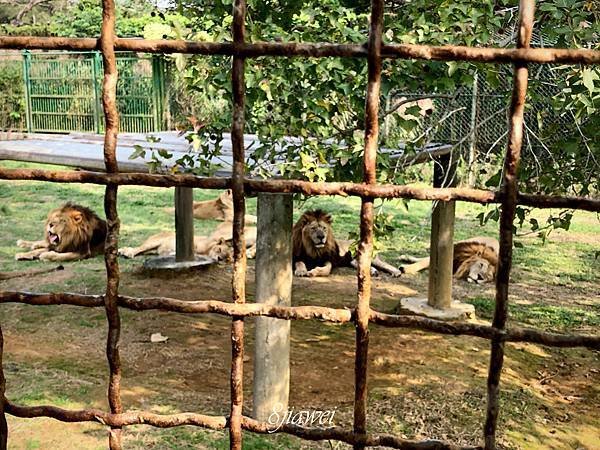 【六福村勇闖猛獸島】餵獅子？餵老虎？近距離接觸猛獸的最佳機會