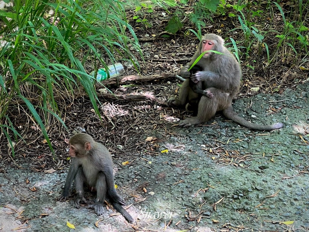 【機車環島+南橫初體驗】第六度一個人環島，臺灣真的好美啊！｜