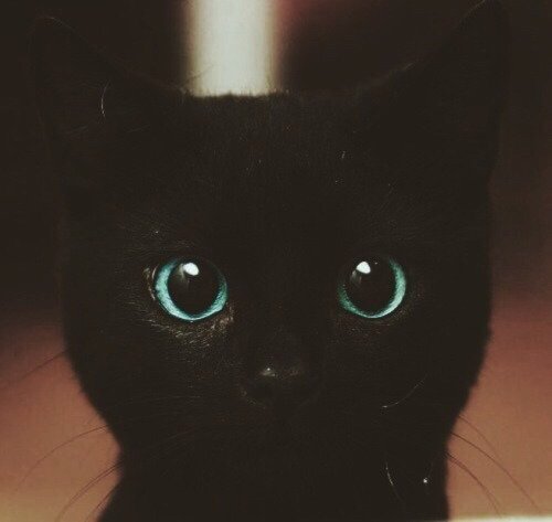 https%3A%2F%2F40.media.tumblr.com%2F9e80a291c85041dd8008e1cf1f8987ee%2Ftumblr_nnwmusUddB1tfovs9o1_500