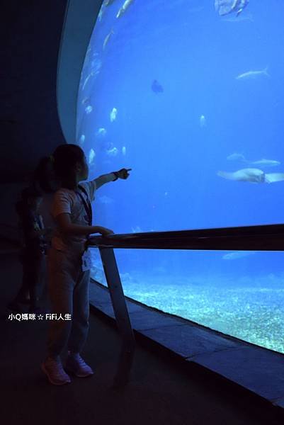 夜宿海生館74.jpg