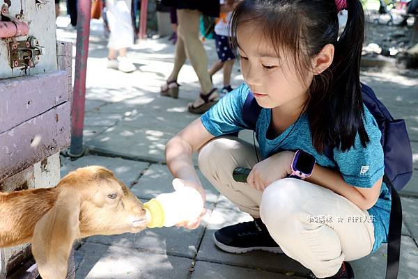 樹谷農場小小動物療癒師17.jpg