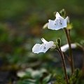 IMG_4533