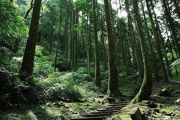 東眼山森林遊戲區