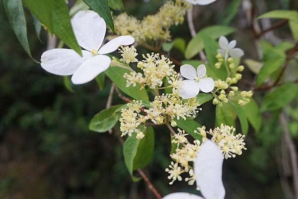 🌼 似花非花 | 野生繡球 華八仙 🌼