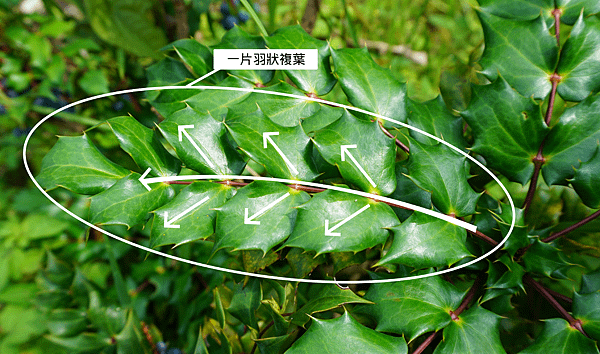 🍃竹子山十大功勞｜特別的名字  🍃