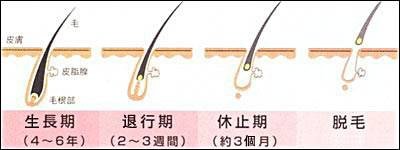 頭髮週期