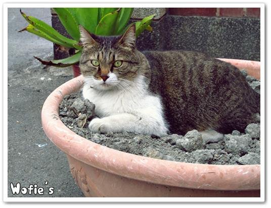 miao miao