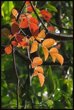 IMG_0945a.jpg