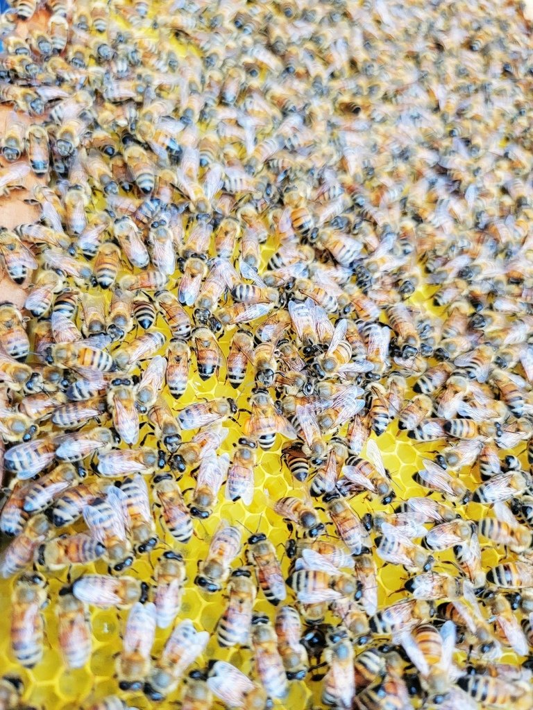 【新竹景點】親子半日蜂農體驗！愛蜂園生態體驗，好吃又好玩的親