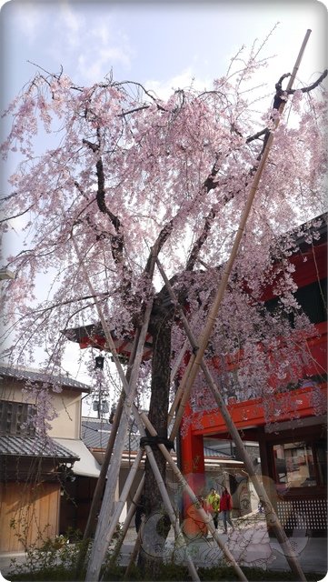 伏見稻荷神社