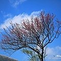 陽明山.竹子湖.海竽+櫻花_7910