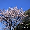 陽明山.竹子湖.海竽+櫻花_7984N