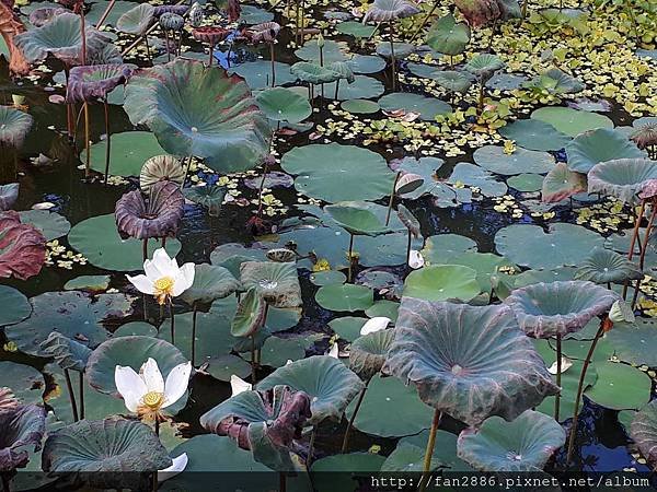 20170824_180600.jpg濕生植物區