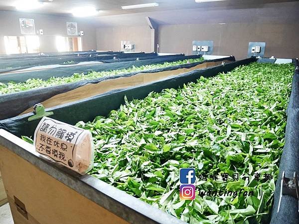 【南投埔里景點】廖鄉長紅茶故事館 免費參觀 IG打卡熱點 日月潭台茶18號 紅玉紅茶 紅茶茶菁 南投伴手禮 (19).JPG