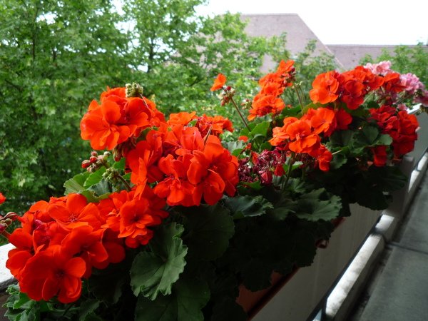 天竺葵 (Geranien, Pelargonium)