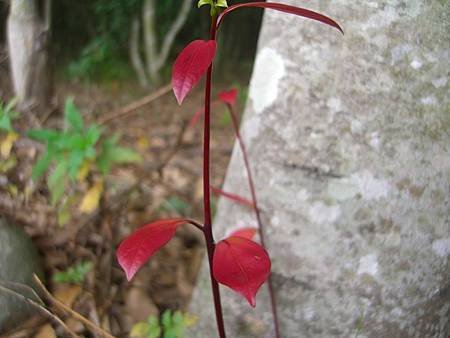 土肉桂嫩芽也是會有紅色枝及紅色葉.jpg