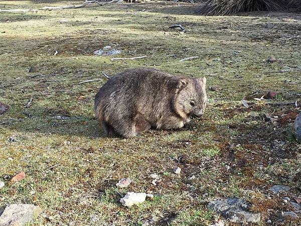 wombat.jpg