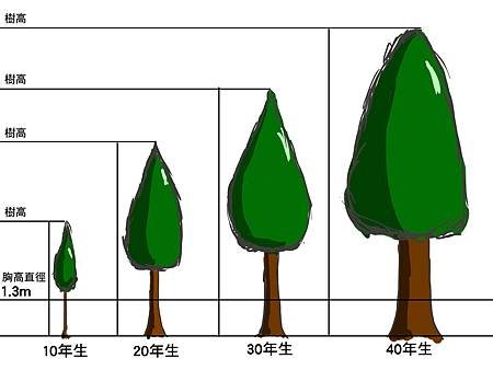 樹高1