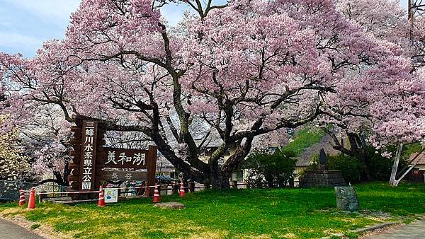 2023日本賞櫻自由行～美和湖