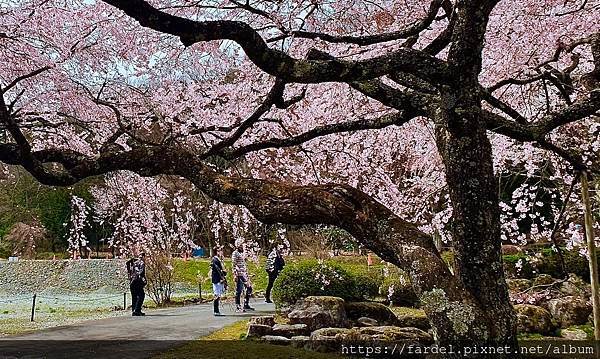 2023日本賞櫻自由行～長野縣光前寺