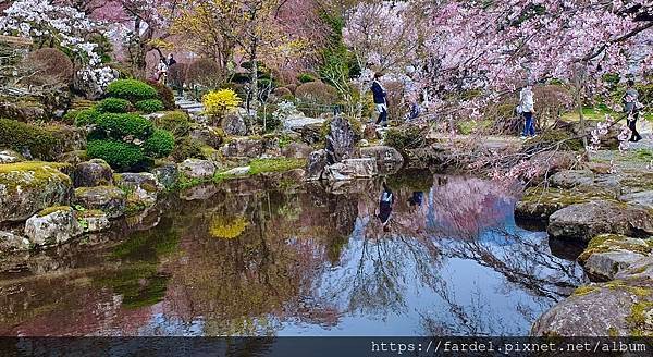 2023日本賞櫻自由行～長野縣光前寺