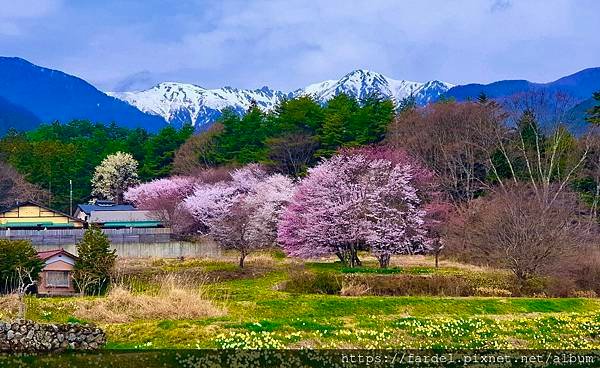 2023日本賞櫻自由行～長野縣光前寺