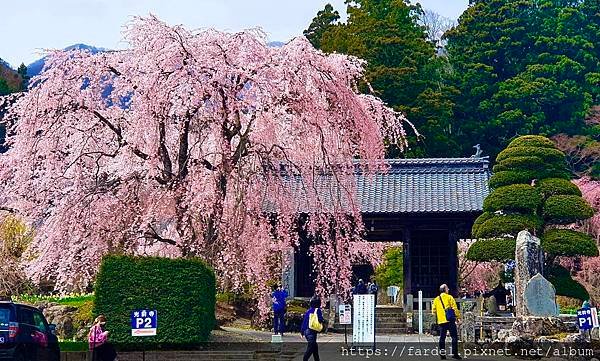 2023日本賞櫻自由行～長野縣光前寺